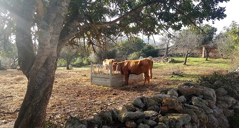 MTB 5 ANTENAS SON SERVERA vacas pastando