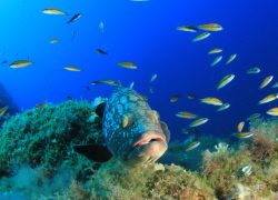 RESERVA MARINA LLEVANT banco peces corales