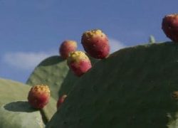 ruta torre canyamel cactus