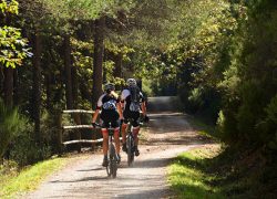 MTB 11 SA DUAIA Y SA JORDANA camino bosque ciclistas