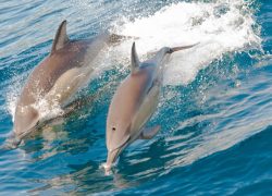 DIVERSION ACUATICA EXCURSIÓN EN BUSCA DE LOS DELFINES delfines mar