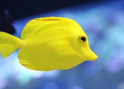 familia palma aquarium pez amarillo