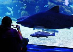 familia palma aquarium tiburon