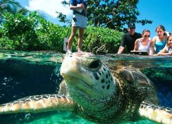 familia palma aquarium tortuga