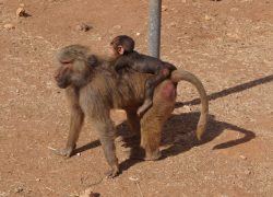 familia safari zoo mono