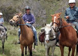 Cabalgar entre bosques de pinares hipica caballos montana