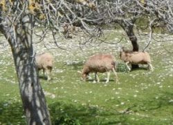 ruta na maians rebano ovejas