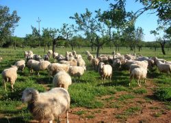 ruta via verda rebano ovejas